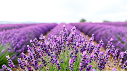 Obraz premium Vibrant purple lavender flowers bloom in neat rows across a sunny agricultural field during summer.