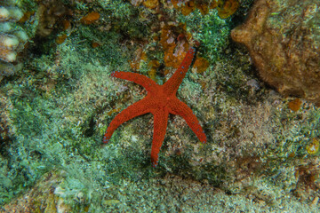 Starfish On the seabed in the Red Sea, Eilat Israel
