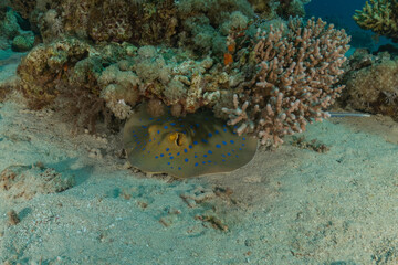 Blue-spotted stingray On the seabed in the Red Sea Eilat, Israel
