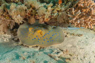 Blue-spotted stingray On the seabed in the Red Sea Eilat, Israel
