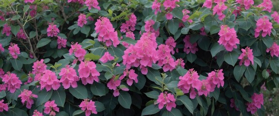 Vibrant Bougainvillea Flowers with Lush Green Foliage and Blank Space for Text Overlay in a Garden Setting