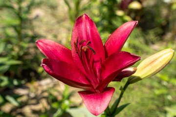 Red lily flower in summer