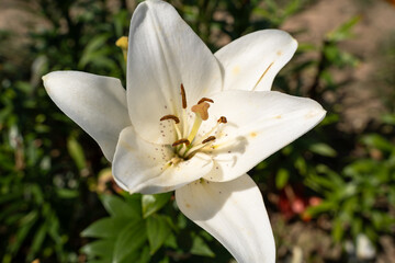 Fototapeta premium White lily flower in summer