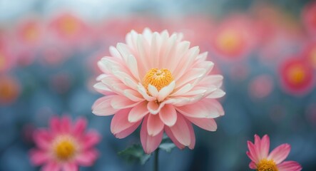 Fototapeta premium Soft Focused Pink Flower with Petals and Blurry Background Featuring Space for Text and Copy in Nature Inspired Composition