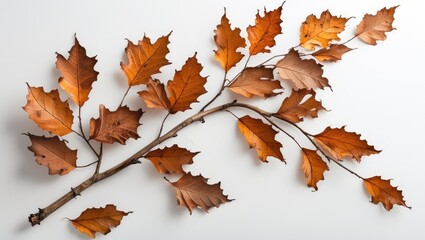 Fototapeta premium Autumn Branch with Dried Leaves Isolated on White Background for Seasonal Decor or Nature Themes