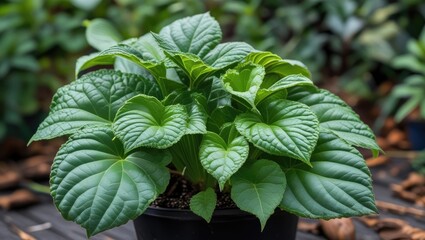 Lush Green Plectranthus Scutellarioides Plant in Pot Showcasing Vibrant Leaf Texture and Healthy Foliage in Natural Garden Setting