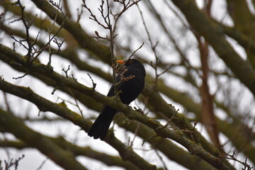 Blackbird