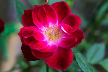 Rosa varietà Cardinal Hume