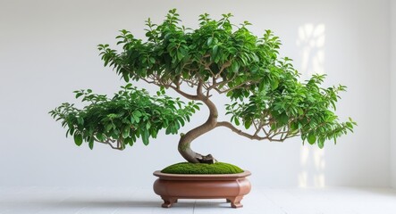 Ornamental bonsai tree with lush green foliage in decorative pot on a bright white background showcasing artistic horticultural beauty
