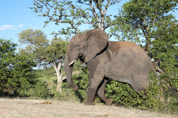 Fototapeta premium Afrikanischer Elefant / African elephant / Loxodonta africana