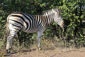 Steppenzebra / Burchell's zebra / Equus quagga burchellii