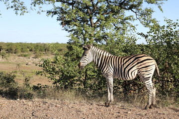 Obraz premium Steppenzebra / Burchell's zebra / Equus quagga burchellii