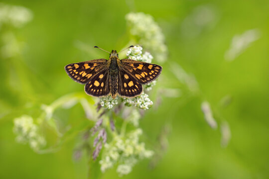 Chequered skipper, Carterocephalus palaemon.
