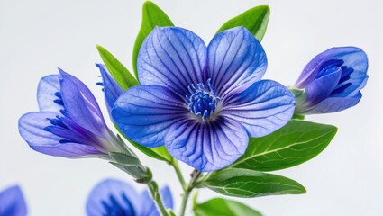 Blue flowering plant with vibrant petals and green leaves against a light background ideal for botanical themes Copy Space