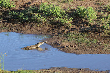 Nilkrokodil / Nile crocodile / Crocodylus niloticus..