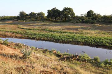 Nilkrokodil und Nimmersatt / Nile crocodile and Yellow-billed stork / Crocodylus niloticus et...