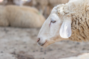 A sheep farm in Asia with cute sheep looking at the camera, with a flock of sheep in the background and little white lambs nursing their mother's milk.