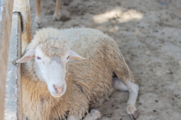 A sheep farm in Asia with cute sheep looking at the camera, with a flock of sheep in the background and little white lambs nursing their mother's milk.
