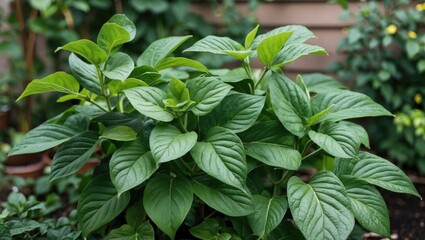 Lush green leaves of a tropical plant in a garden setting with blurred background and ample copy space for text.