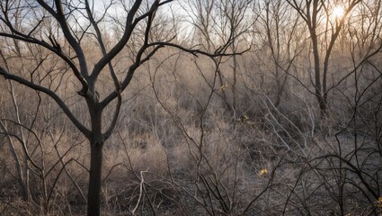 Obraz premium Bare trees and overgrown brush in a sunlit forest during late autumn or early winter, nature landscape with soft colors and Copy Space.