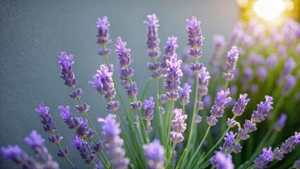 Obraz premium Lavender flowers blooming in soft sunlight with blurred background and vibrant purple hues showcasing nature's beauty and tranquility Copy Space