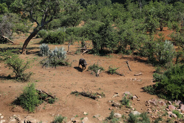 Krüger Park - Afrikanischer Busch / Kruger Park - African bush /