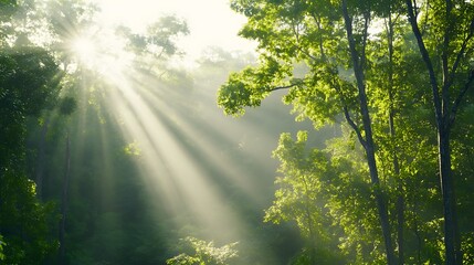 Sunbeams Illuminate Lush Green Forest Canopy
