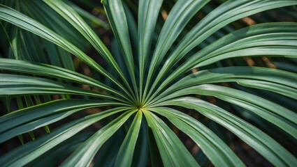 Fototapeta premium Green palm leaves arranged in a radial pattern with visible textures and details, suitable for backgrounds and nature themes, Copy Space