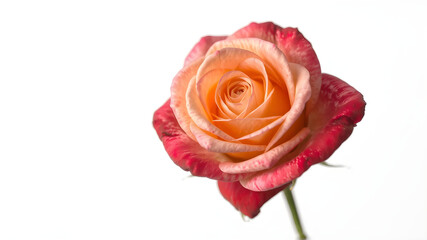 Rose isolated on white background, full depth of field