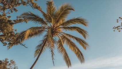 Tropical palm tree with lush green fronds against a clear blue sky in a sunny outdoor setting Copy Space
