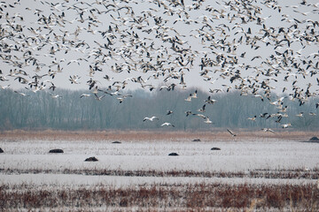 Snow goose migrating
