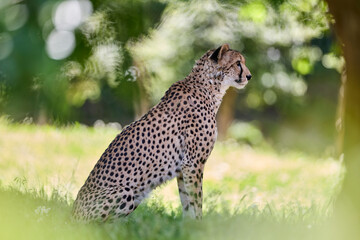 チーターラン