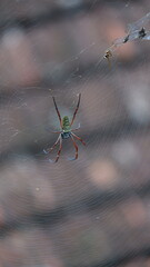 spider on the web