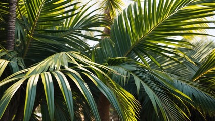 Fototapeta premium Lush green palm leaves background with sunlight filtering through foliage providing natural texture and pattern Copy Space