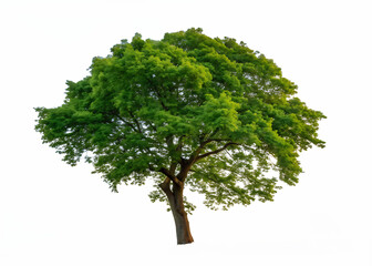 Obraz premium tree isolated on white background