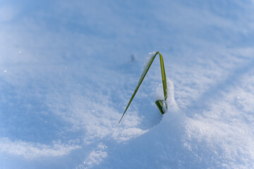 The green plant sticks out from the snow. The snow is white and covers the earth. The plant is the...