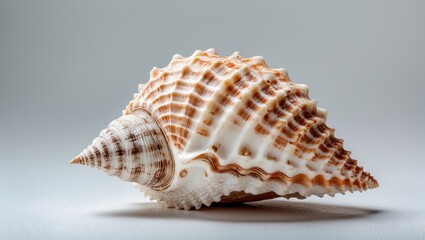 Obraz premium Close-up of a large detailed sea shell with spiraled ridges and natural colors against a smooth gray background Copy Space