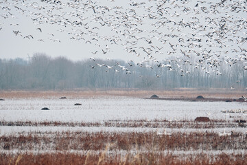 Snow goose migrating