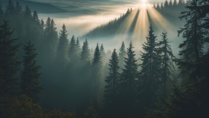 Misty forest landscape with sunlight rays shining through tall pine trees and rolling hills in the background Copy Space