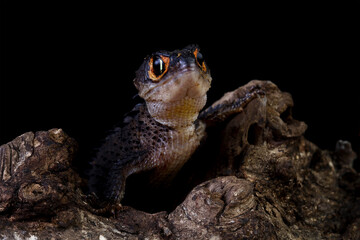 crocodile skink sitting on a wood, lizard isolated on black background
