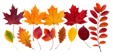 Colorful Autumn Leaves Arranged in Rows on a Black Background