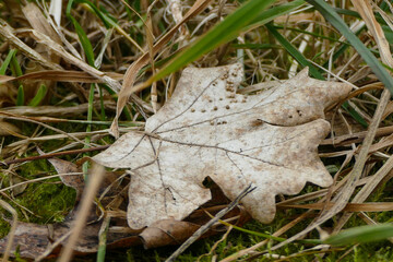 Fallen Autumn Leaf Resting on Mossy Ground