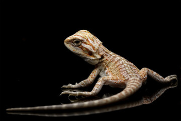 bearded dragon lizard isolated on black, baby lizard