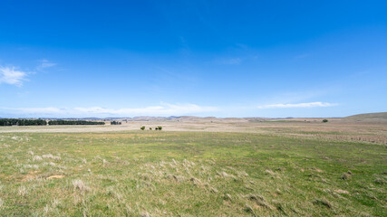 Obraz premium View of a field in South Island, New Zealand under clear blue sky