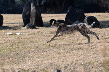 チーターラン