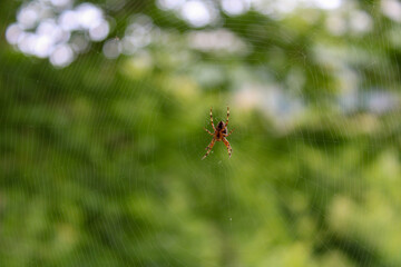 Ragno nella tela con sfondo verde Araneide Araneus Diatematus