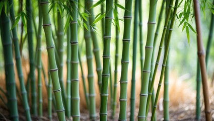 Fototapeta premium Bamboo forest with lush green stalks and natural light creating a serene atmosphere suitable for nature backgrounds Copy Space