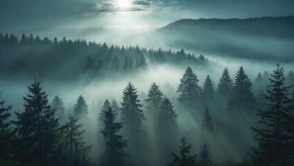 Misty forest landscape with tall evergreen trees and sunlight rays breaking through the clouds in the background, Copy Space