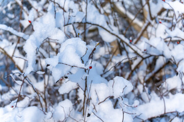 The branch is covered with snow and red berries. Snow covers the branch, and the berries are still visible.