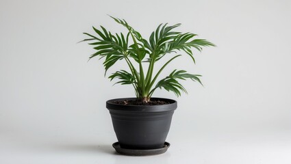 Obraz premium Potted indoor tropical plant with green leaves in a black pot on white background with copy space